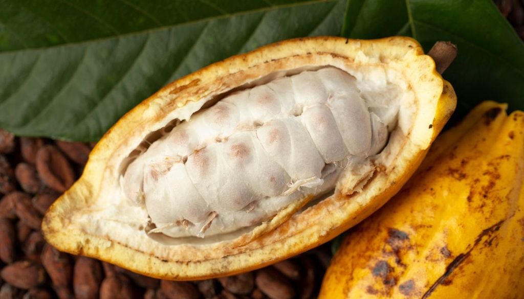 Una mazorca de cacao sana. Cuando la ataca la mazorca negra, aparecen manchas marrones que se extienden hasta ennegrecerla por completo y pudrir los granos de su interior.