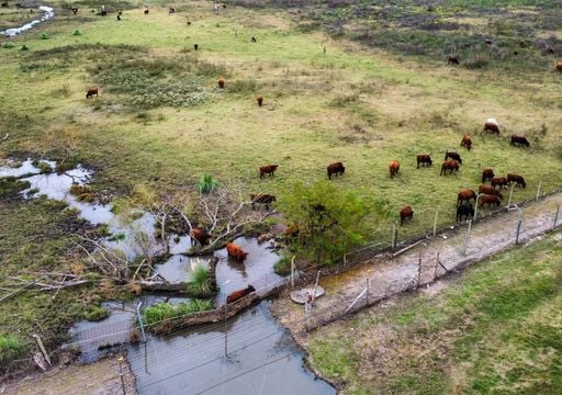 El Ni&ntilde;o pone en alerta a la ganader&iacute;a: c&oacute;mo prepararse para un escenario de m&aacute;s lluvias