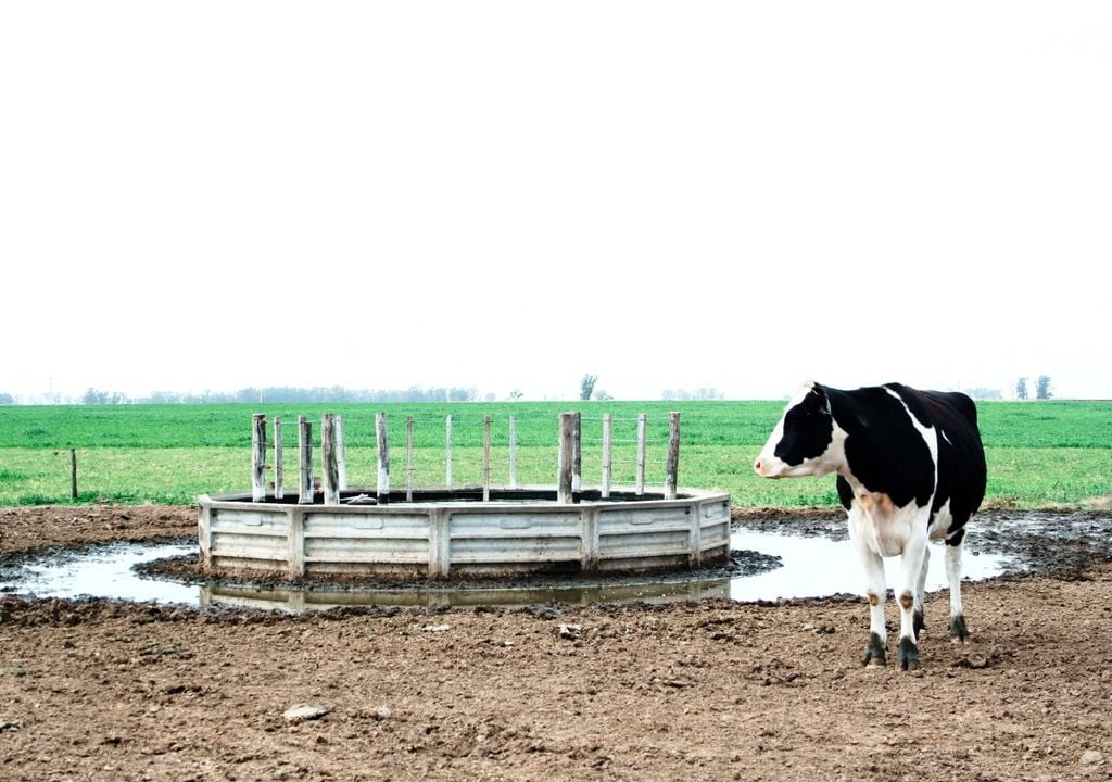 tambo Los establecimientos lecheros son especialmente sensibles a los excesos hídricos, que afectan las pasturas, los caminos internos y la rutina diaria del ordeñe.