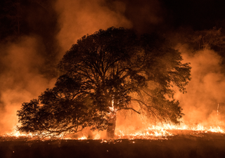 El Niño X Queimadas: entenda a relação entre o fenômeno e os mais de 9 milhões de hectares queimados no Brasil em 2023