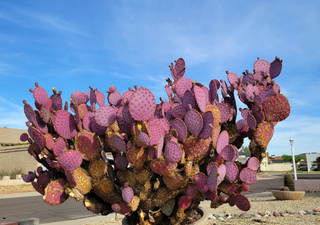 El nopal morado que brilla en el desierto y cambia de color con el Sol