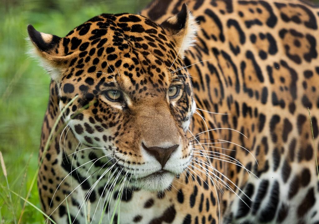 En el parque nacional Esteros del Iberá ya hay 50 yaguaretés viviendo el libertad. Foto: X @RewildingArg