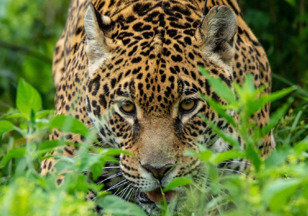 El más reciente ejemplar de yaguareté registrado en Iberá es la cachorra de una de las primeras hembras que fue liberada y reintroducida en el lugar. Foto: X @RewildingArg