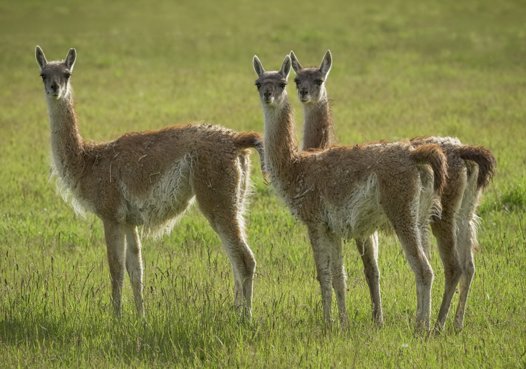 En el Parque Nacional El Impenetrable (Chaco) lograron reintroducir guanacos tras casi 100 años de ausencia.