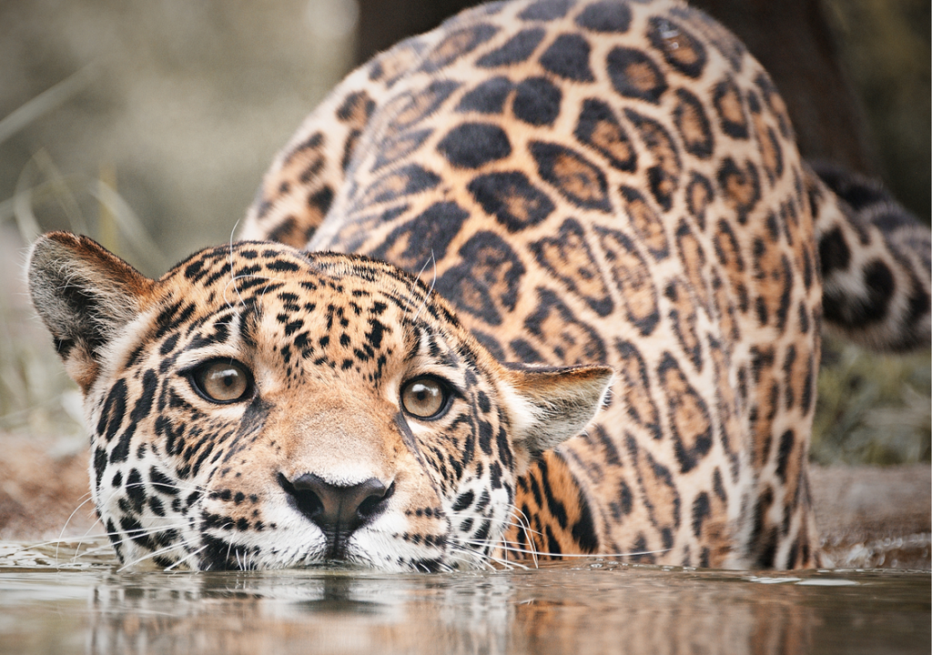 El yaguareté es una especie declarada Monumento Natural en Argentina.