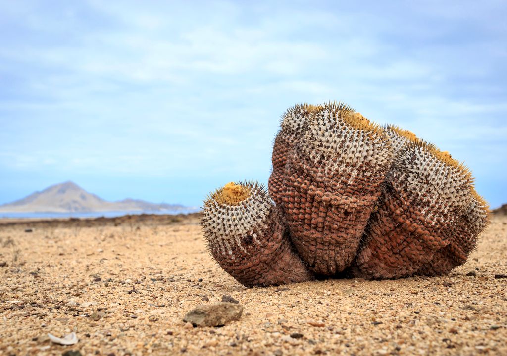 Cactus Copiapoa, norte de Chile.