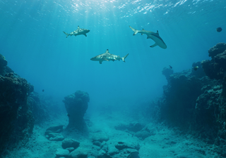 O oceano está a soar o alarme: Copernicus alerta para deterioração global em novo relatório