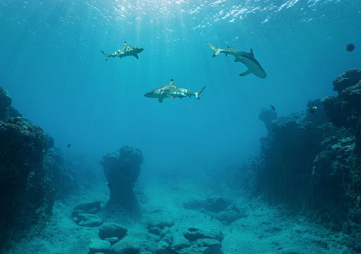 L'oceano lancia un segnale d'allarme: Copernicus avverte del suo deterioramento in un nuovo rapporto