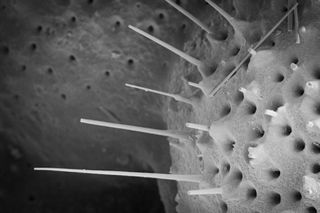 El océano Pacífico ecuatorial y el CO2 de la atmósfera