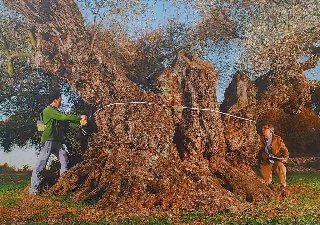 Olivo milenario “La Farga del Arión”, en Tarragona Olivo milenario “La Farga del Arión”, en Tarragona
