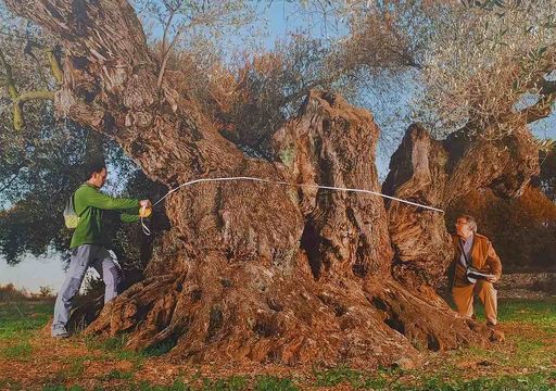Der lteste Baum Spaniens trgt noch immer Frchte: Ein 1.700 Jahre alter  rmischer Olivenbaum