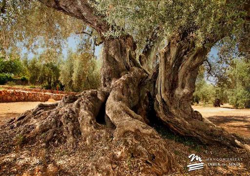 Der lteste Baum Spaniens trgt noch immer Frchte: Ein 1.700 Jahre alter  rmischer Olivenbaum