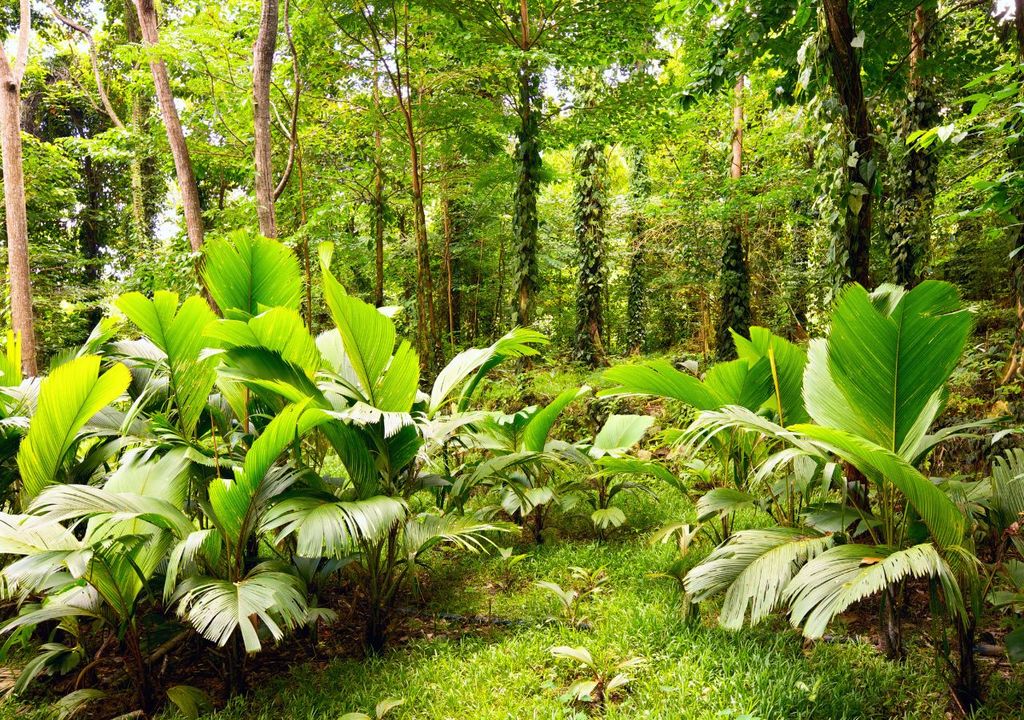 Bosque tropical