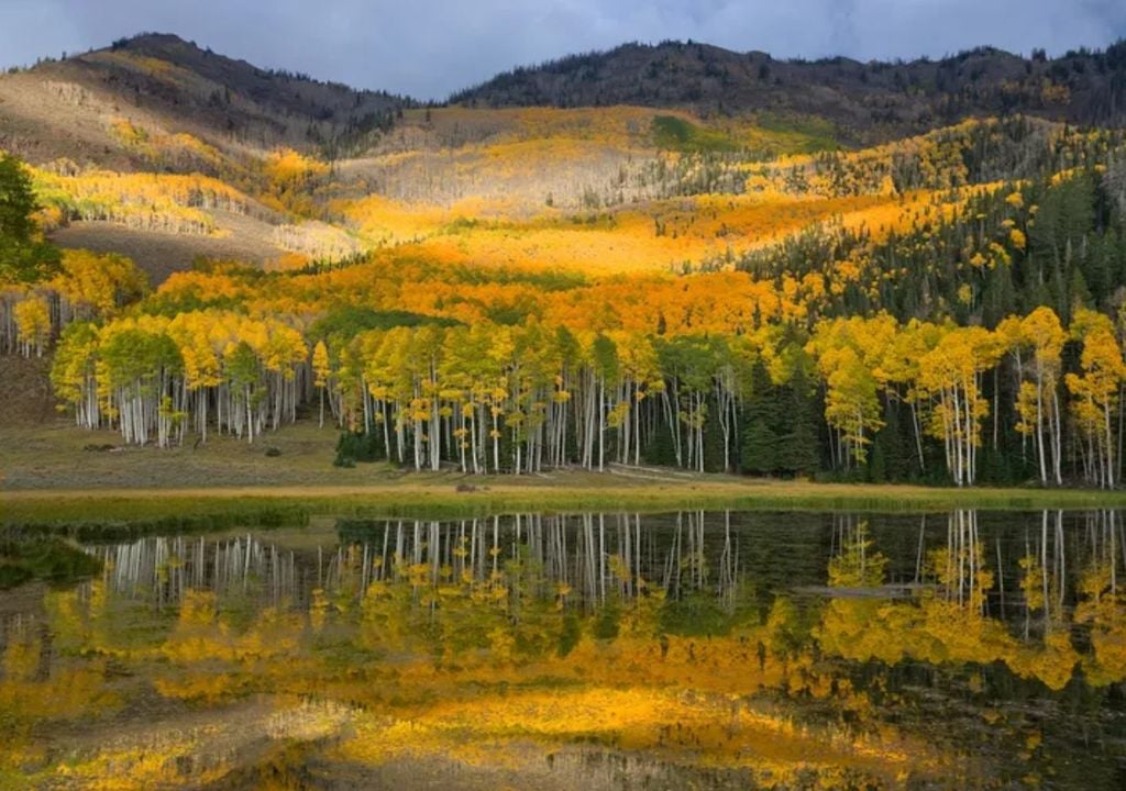 pando, bosque, utah