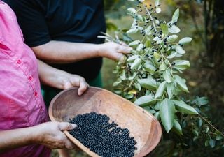 El &ldquo;oro p&uacute;rpura&rdquo; de la Patagonia: c&oacute;mo identificar y cosechar el maqui, el fruto con mayor poder antioxidante del mundo