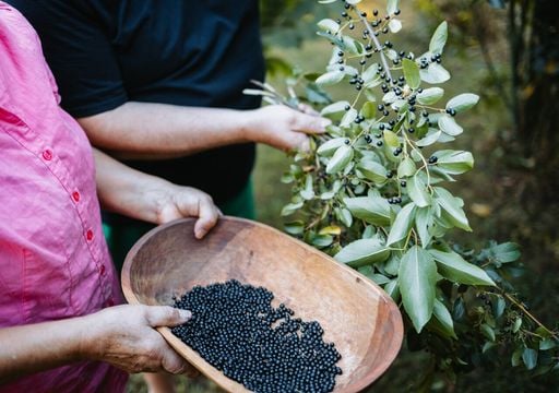 El &ldquo;oro p&uacute;rpura&rdquo; de la Patagonia: c&oacute;mo identificar y cosechar el maqui, el fruto con mayor poder antioxidante del mundo