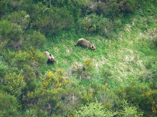 El oso pardo cantábrico gana terreno