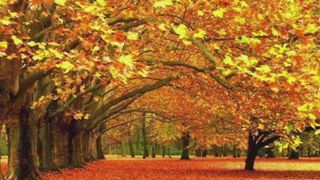 El otoño 2016: características