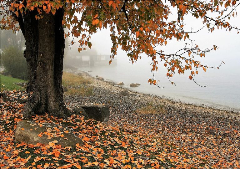 Árbol otoñal a orillas de un lago Árbol otoñal a orillas de un lago