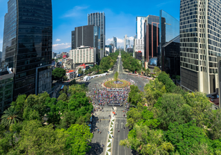 El "paciente" más famoso de México: la ciencia que intenta salvar al nuevo ahuehuete del Paseo de la Reforma