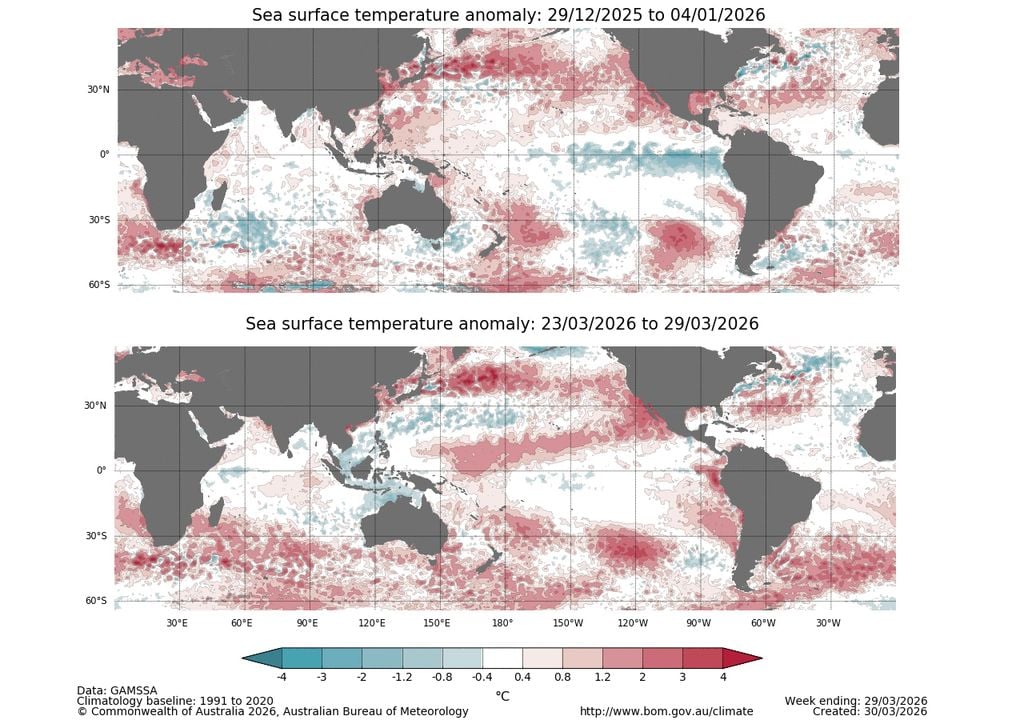 TSM ENSO El monitoreo de la temperatura superficial del mar (TSM) es crucial para conocer de primera mano el estado del ENOS: es evidente que de diciembre de 2025 a marzo de 2026, la TSM frente a las costas sudamericanas del Pacífico ecuatorial se han calentado.