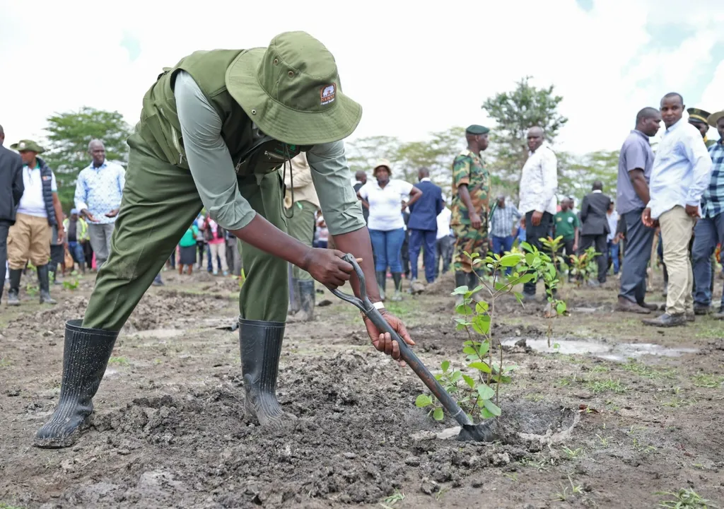 plantar árvores, Quênia