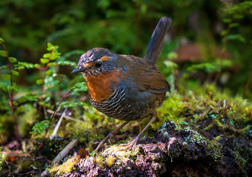 Chucao (Scelorchilus rubecula), un ave terrestre del bosque nativo del sur de Chile, más fácil de oír que de ver, famosa por su potente canto y su presencia entre la densa vegetación.
