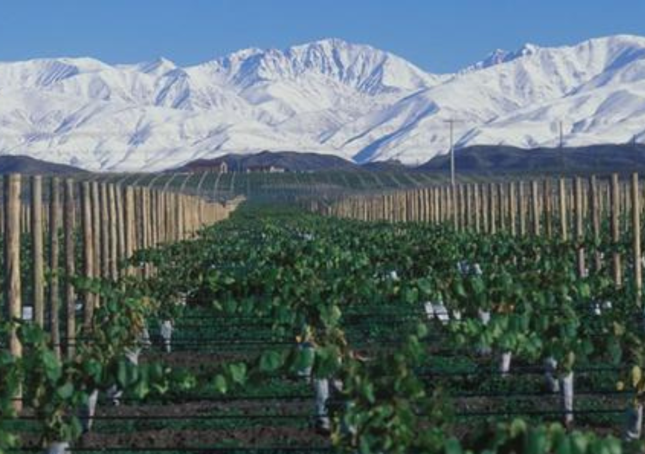 En el Valle de Uco, al pie de los Andes, Gualtallary es la cuna de los viñedos de donde salen algunos de los mejores vinos. Foto: X @zorzalwines.