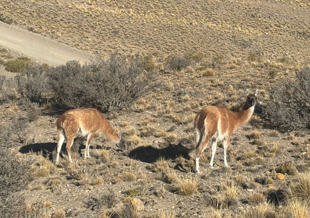 Guanavos Reserva Villavicencio Mendoza