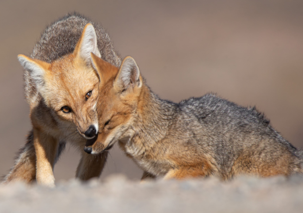 Zorros Reserva Villavicencio