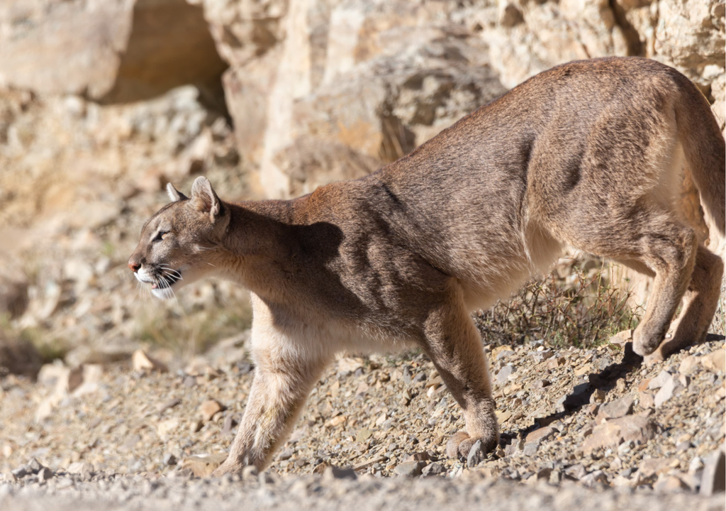 Puma Villavicencio Mendoza