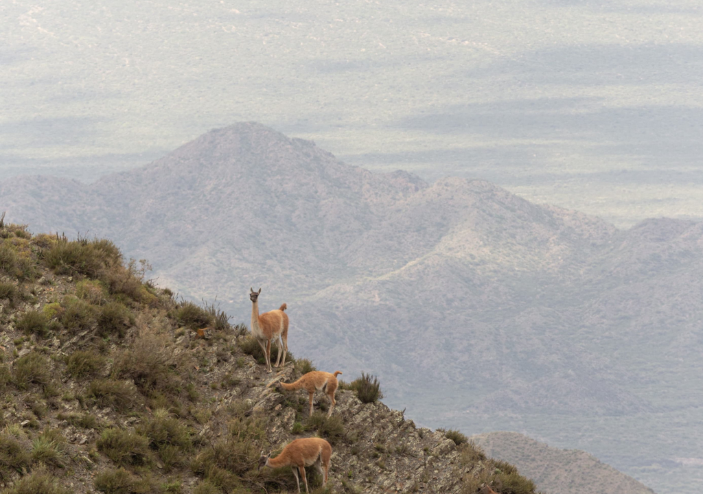 Guanacos Villavicencio Mendoza