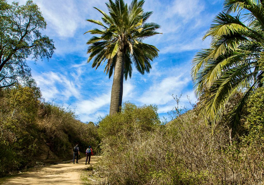Sector Ocoa del Parque Nacional La Campana. Sector Ocoa del Parque Nacional La Campana.