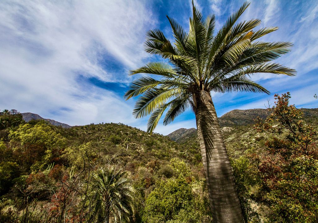 Parque Nacional La Campana, Región de Valparaíso. Parque Nacional La Campana, Región de Valparaíso.