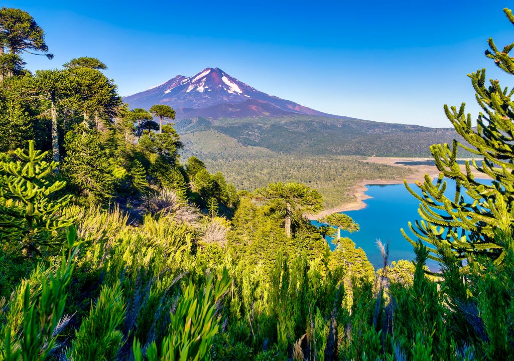 Parque Nacional Conguillío, sur de Chile. Parque Nacional Conguillío, sur de Chile.