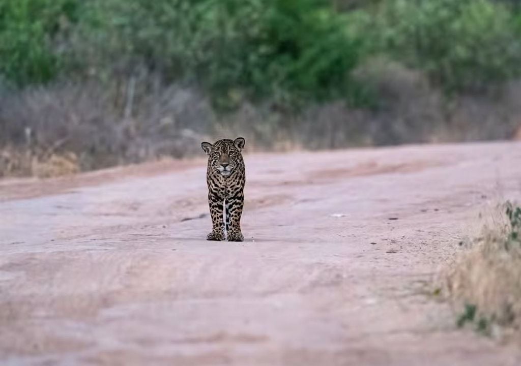 Parque Nacional Chaco Fauna nativa en el Gran Chaco, uno de los espacios protegidos más destacados del norte de Argentina.