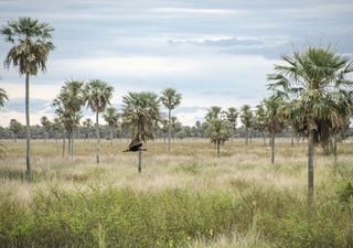 El Parque Nacional Chaco suma una nueva excursi&oacute;n privada para admirar la fauna aut&oacute;ctona: todos los detalles