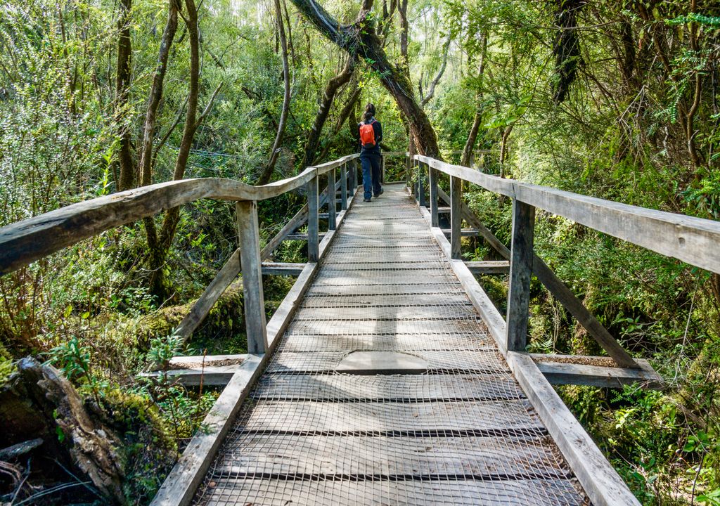 En Chiloé se puede visitar un parque que cuenta con bellos paisajes de bosque valdiviano.