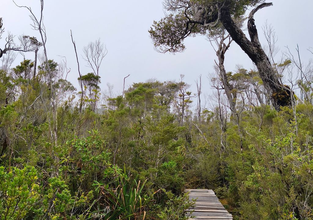 El sendero Tepual es uno de los más icónicos del Parque Nacional Chiloé. Crédito: Catalina Contreras.