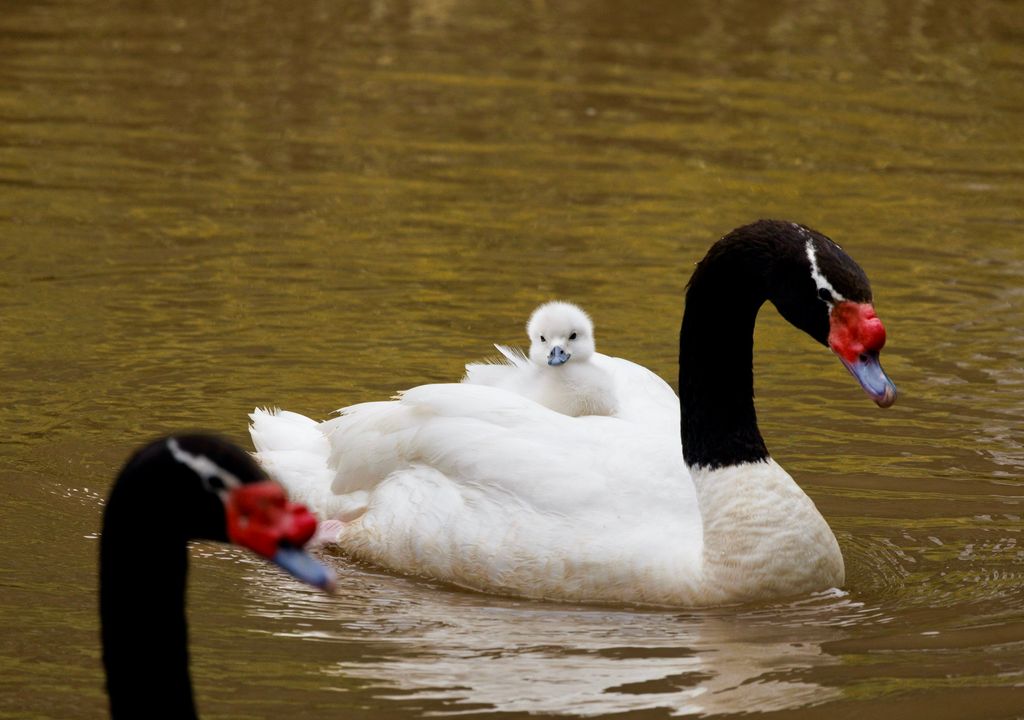 Cisnes de cuello negro del humedal del Parque Tricao. Cisnes de cuello negro del humedal del Parque Tricao.