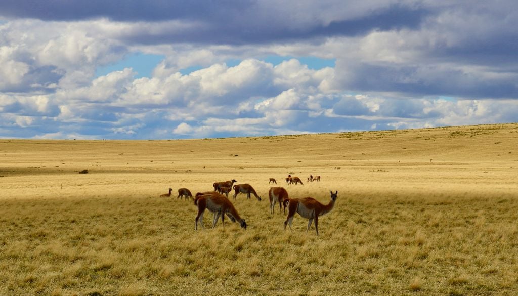 Guanacos en el Parque Nacional Pali Aike.