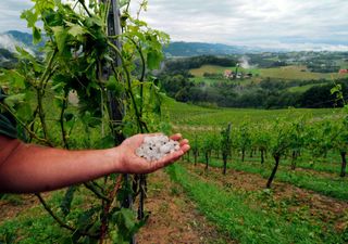 José David Díaz, agrónomo: "El pedrisco de las tormentas puede arruinar la cosecha de uva no solo de este año"