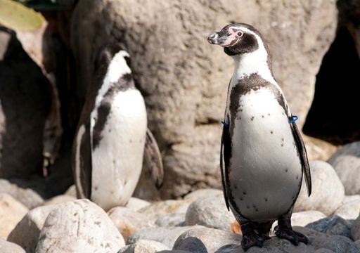 El peque&ntilde;o gran emperador de la corriente: Ping&uuml;ino de Humboldt ya es Monumento Natural en Chile