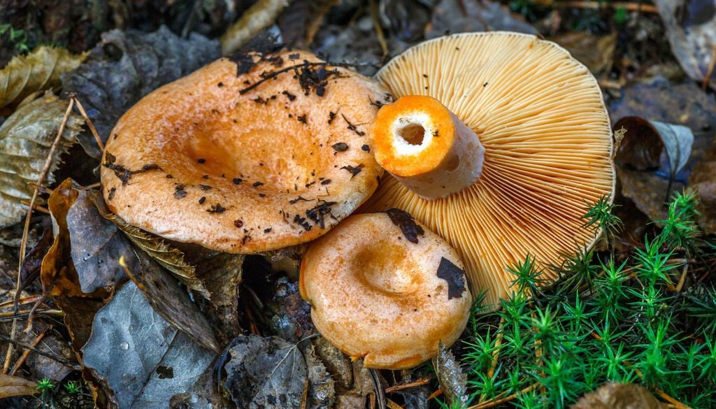 El níscalo (Lactarius deliciosus) es una de las setas más apreciadas en las jornadas micológicas de Formiche Alto.