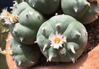 El peyote, el cactus sagrado de los huicholes y sus efectos explicados por la ciencia