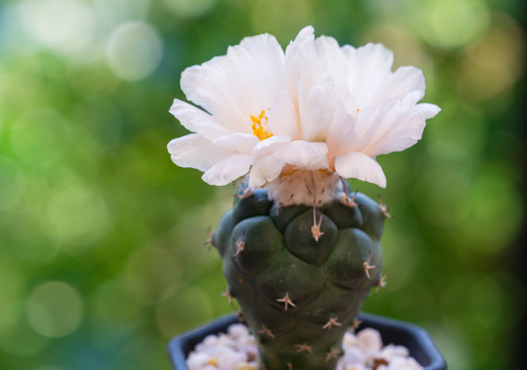 Sus efectos pueden durar entre 8 y 12 horas, bastante más que otras sustancias. Esto explica por qué todo se prepara con detalle.