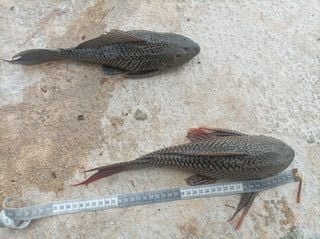 El pez diablo invade costas de Quintana Roo: ¿Cómo es y por qué preocupa?