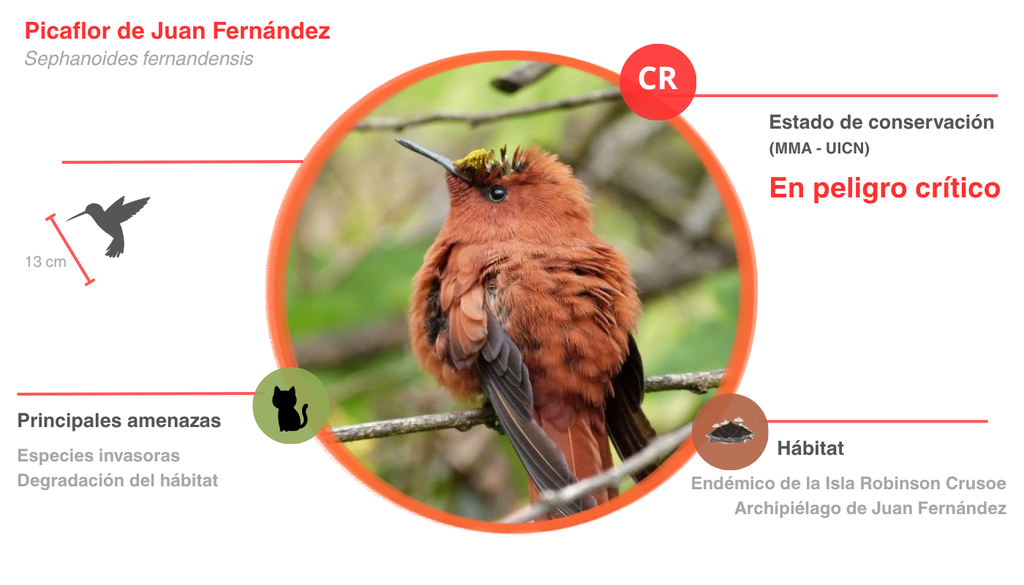 info picaflor La especie mide alrededor de 13 centímetros y es más grande que el promedio de los picaflores continentales.