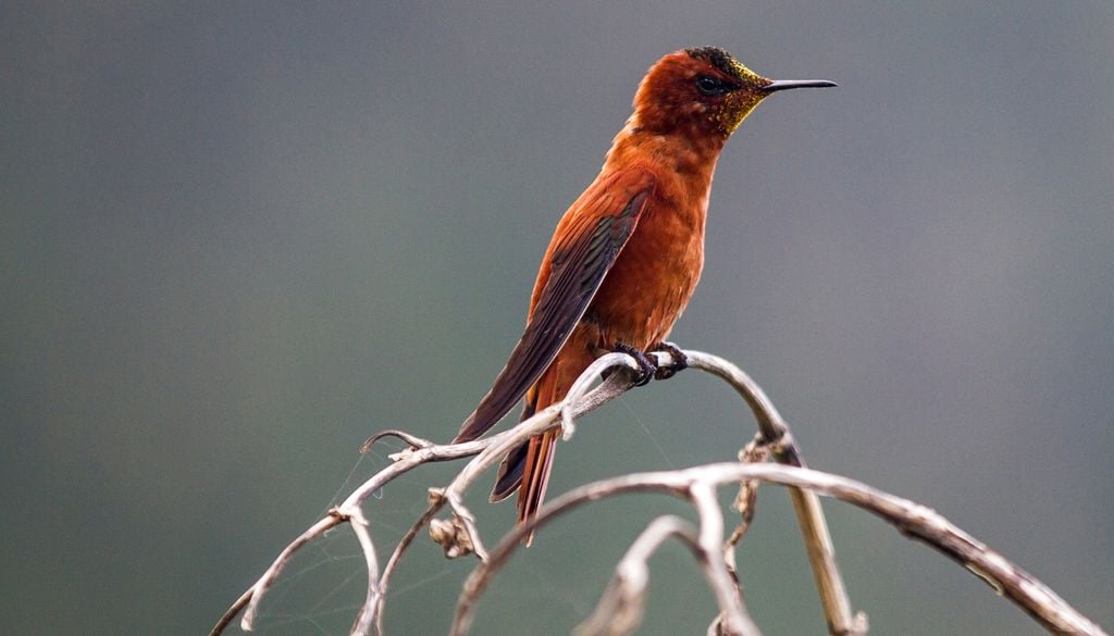 picaflor de Juan Fernández Las especies invasoras, vegetales y animales, están amenazando el hábitat del picaflor de Juan Fernández.
