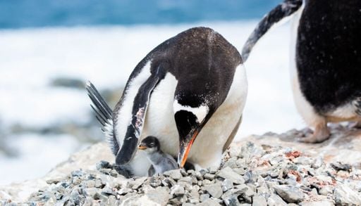El ping&uuml;ino pap&uacute;a no es una sola especie: son cuatro, una de ellas reci&eacute;n descubierta
